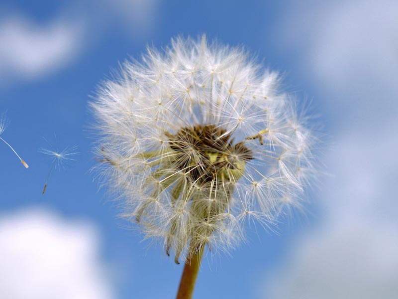 Con la primavera llegaron las alergias