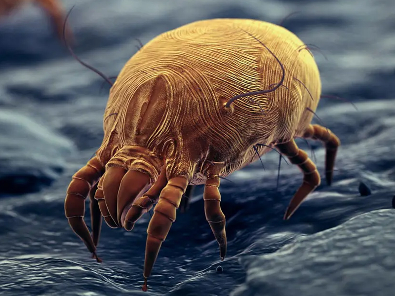 Ácaro de polvo. Alergias respiratorias